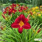 6 Red Volunteer Daylily Plant Bare Root Fans, Long-Lasting Daylilies, Fast Growing Perennial Flowers for Borders, Containers, and Landscaping
