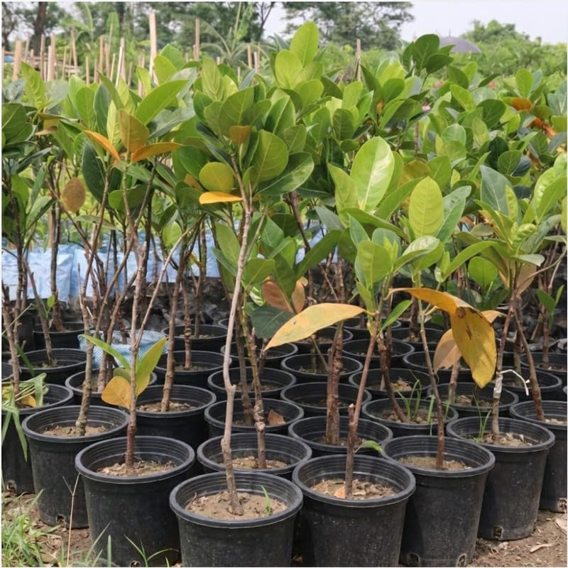 (No Ship to CA,HI,AK) Live Jackfruit Tree, 3 Foot Tall Potted Plant, 3 Gallon Size, Easy Care Tropical Greenery, Large Fruit Tree for Home Landscapes