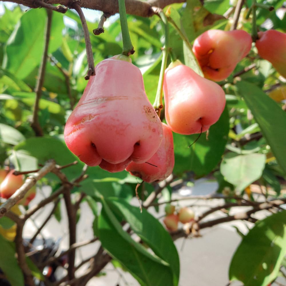 Rose Apple Tree Plant, Sweet Wax Red Jambu Fruit Tree | 30-36 Inches Potted Tropical Plant Seedling | Syzygium Jambos with Early Fruiting Potential for Home Growers | No Ship to CA,HI,AK