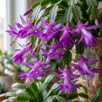 2 Orange Christmas Cactus Live Plant, 5-6 Inch Tall, Easy to Care Indoor Winter Houseplant for Office Desk and Patio Decor, Vigorous Live Holiday Plant