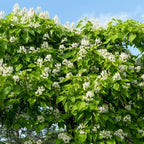 5 Live Catalpa Tree Plants – 6–12 Inch Tall | Hardy Fast-Growing Outdoor Trees | Fragrant White Flowers