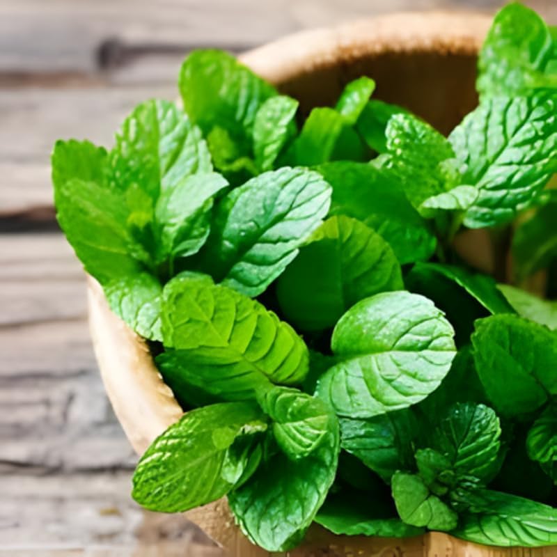 2 Chocolate Mint Plant, 3" Pot, Fresh Herb Plants Live, Mint Plants for Inside Windowsills or Outdoor Garden Beds