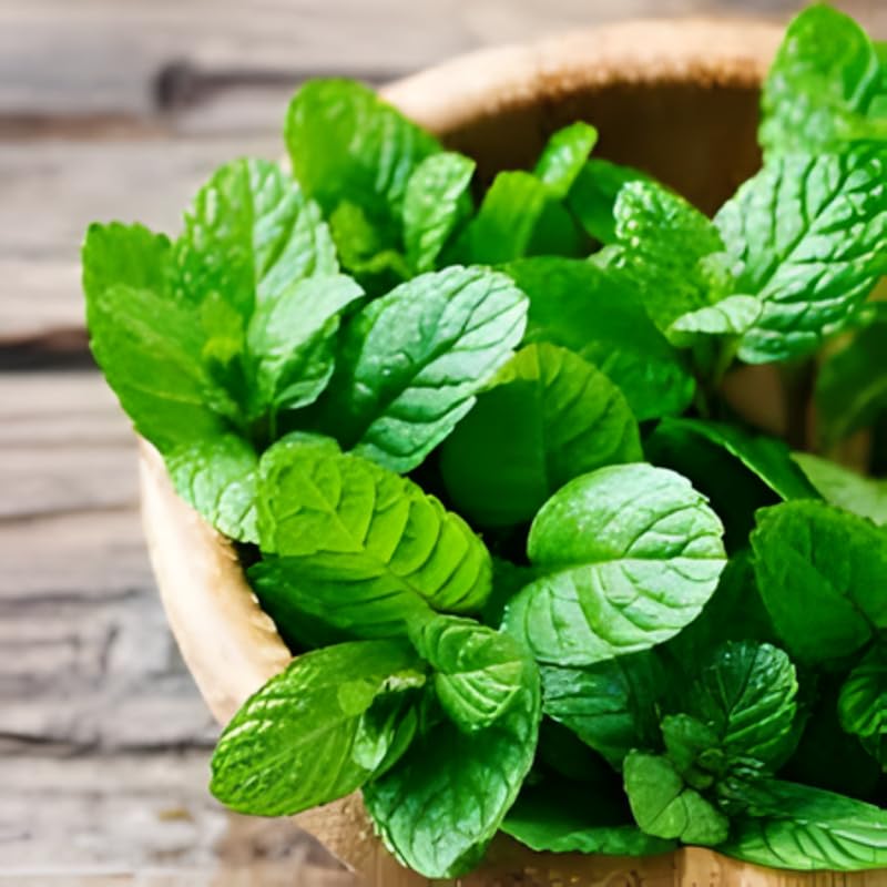 2 Spearmint Plant, 3" Pot, Fresh Herb Plants Live, Mint Plants for Inside Windowsills or Outdoor Garden Beds