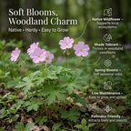 5 Wild Geranium Roots, Well-Rooted Maculatum, Low Maintenance Flowering Groundcover for Sun or Shade, Vigorous Growth Habit