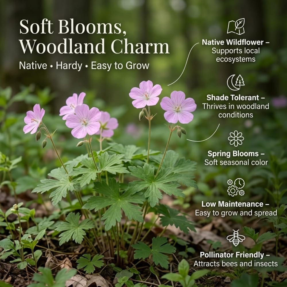 5 Wild Geranium Roots, Well-Rooted Maculatum, Low Maintenance Flowering Groundcover for Sun or Shade, Vigorous Growth Habit
