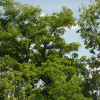 Black Walnut Trees Live Plants, 12-18 Inch Tall in 4" Pot, Low Maintenance Native Nut Plant, Robust Well-Rooted Starter Tree