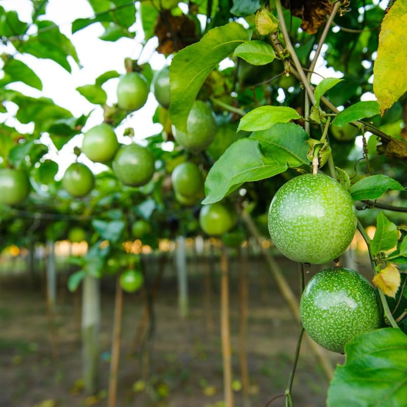 (No Ship to CA, HI, AK) Red Passionfruit Tree Live Plant, 1-2 Feet Tall in 1 Gal Pot, Fast Growing Fruit Trees Live Plants Ready to Fruit, Cold Hardy Tropical Fruit Trees