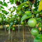 (No Ship to CA, HI, AK) Red Passionfruit Tree Live Plant, 1-2 Feet Tall in 1 Gal Pot, Fast Growing Fruit Trees Live Plants Ready to Fruit, Cold Hardy Tropical Fruit Trees