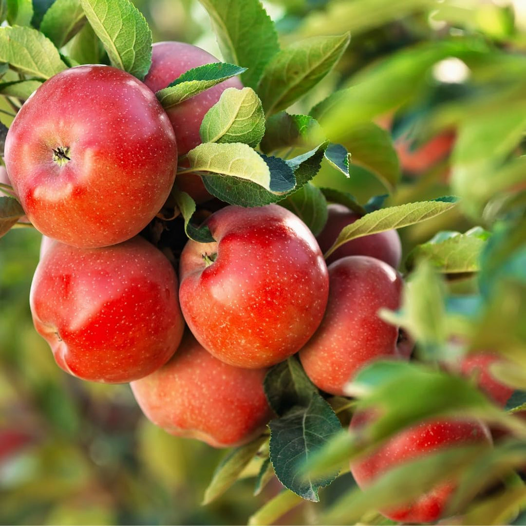 (No Ship to CA, HI, AK) Apple Trees Live Plants in 3 Gallon Pot, Fruit Trees Live Plants Ready to Fruit, Live Zestar Apple Trees for Outdoor Planting