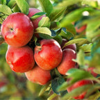 (No Ship to CA, HI, AK) Apple Trees Live Plants in 3 Gallon Pot, Fruit Trees Live Plants Ready to Fruit, Live Zestar Apple Trees for Outdoor Planting