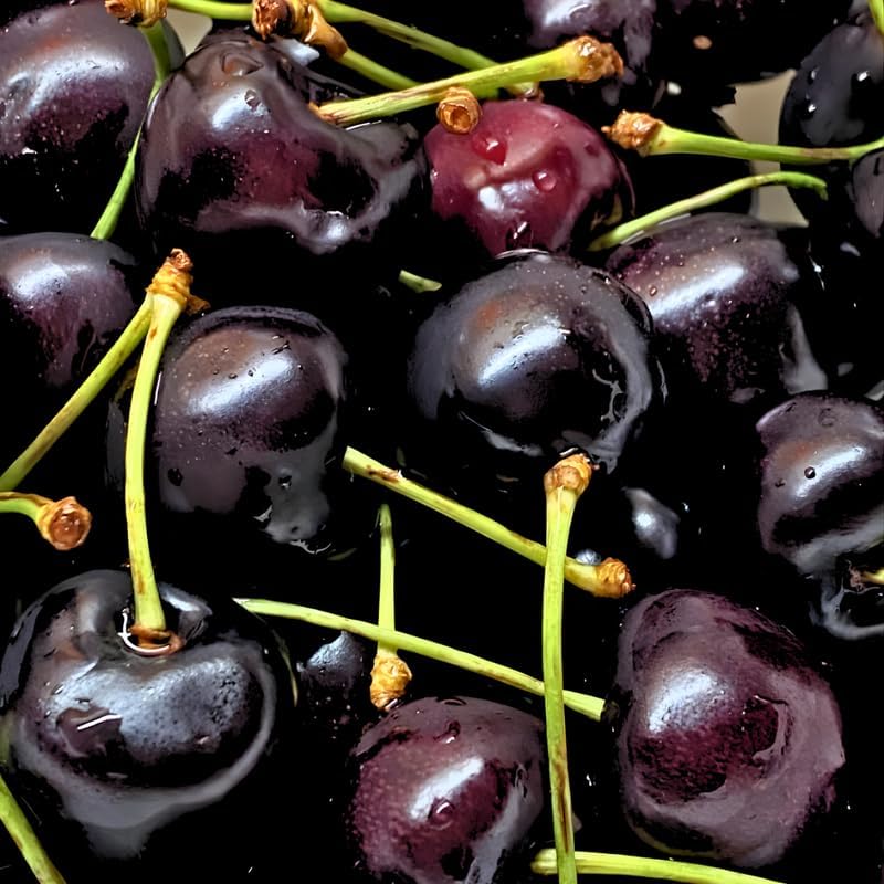 2 Live Black Cherry Tree for Planting 6–12 Inches Tall | Sweet Cherry Plant Live for Outdoor Garden Planting, Backyard Use & Landscape Design