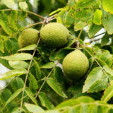 Black Walnut Trees Live Plants in 4 Inch Pot, 12-18 Inch Tall, Low Maintenance Native Nut Plant, Robust Well-Rooted Starter Tree