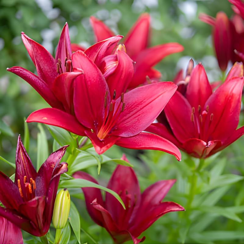 4 Mixed Asiatic Lily Bulbs, Easy Care Flowering Perennial, Low Maintenance Flowering Bulbs for Sunny Outdoor Spots