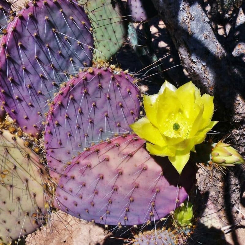 Purple Prickly Pear Cactus Live Plant in 3 Inch Potted | Hardy Desert Cactus for Indoor Display, Outdoor Gardens, Xeriscaping, Borders & Containers