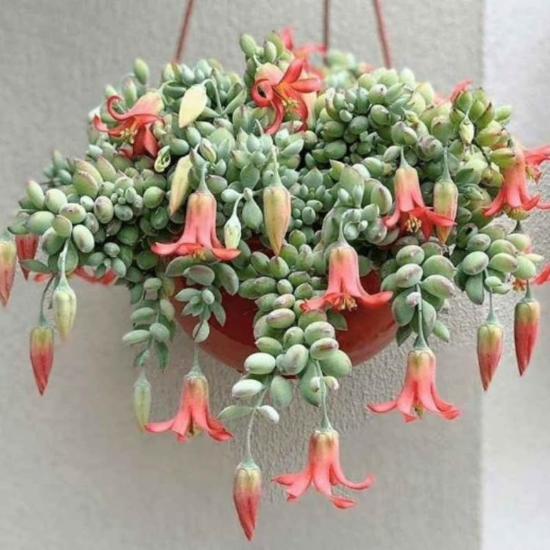 Cotyledon Pendens Succulent Plant Live | 4 Inch Pot Rare Trailing Variety Houseplant for Indoor Growing and Collections