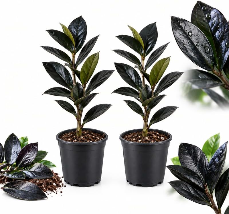 2 Raven ZZ Plant Live, 4" Pot Black ZZ Plant