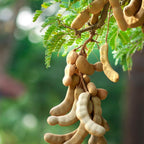 No Ship to CA, HI, AK, Sour Tamarind Live Plant, 3 Gallon Pot, 2-3 Feet Tall, Potted Tropical Fruit Tree Starter for Backyard and Large Containers