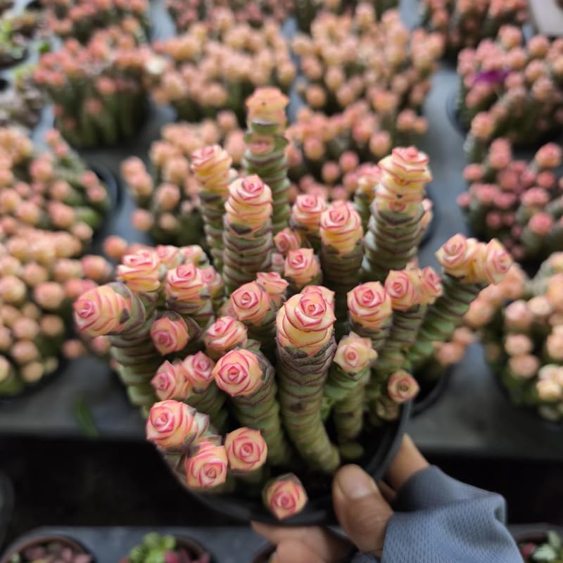 Baby’s Necklace Crassula Live Plant in 4" Inch Pot | Ruby-Tinged Trailing Succulent | Easy Grow Houseplant for Collections & Small Spaces