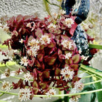 Pink Calico Kitten Hanging Plant Live in 6 Inch Pot | Variegated Trailing Crassula with Cascading Growth | Designed for Hanging Baskets, Window Spaces, and Plant Walls