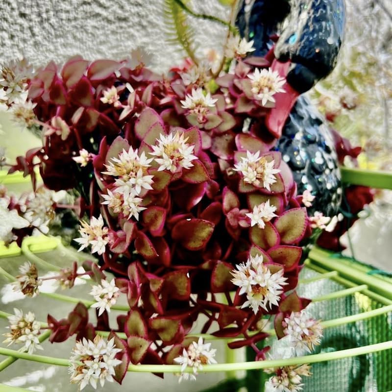 Pink Calico Kitten Hanging Plant Live in 6 Inch Pot | Variegated Trailing Crassula with Cascading Growth | Designed for Hanging Baskets, Window Spaces, and Plant Walls