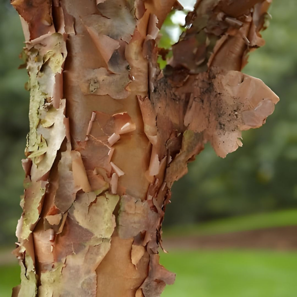 Ulmus parvifolia Chinese Elm Trees for Planting | Hardy Shade Tree for Outdoor Landscapes | Drought-Tolerant, Low-Maintenance Elm Tree | Live 6–12 Inch Starter Plant