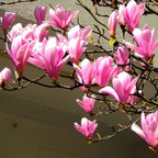 2 Jane Magnolia Tree Live | Jane Magnolia Plants Live for Gardens | 8–12 Inches Tall Young Rooted Cuttings | Great for Landscape Projects and Home Gardens