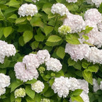 2 Snow Ball Bush Live Plants | Japanese Snowball Bush Plants Live | 1–2 Ft Tall Bare Root Plants | Suitable for Yard Growing and Seasonal Flower Display