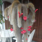 Monkey Tail Cactus Live Plant, 2 Inch Pot, Potted Cleistocactus Colademononis, Unique Fuzzy Hanging Cactus for Home and Office Décor