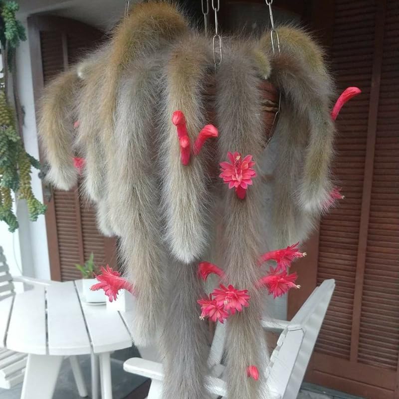 Monkey Tail Cactus Live Plant, 2 Inch Pot, Potted Cleistocactus Colademononis, Unique Fuzzy Hanging Cactus for Home and Office Décor