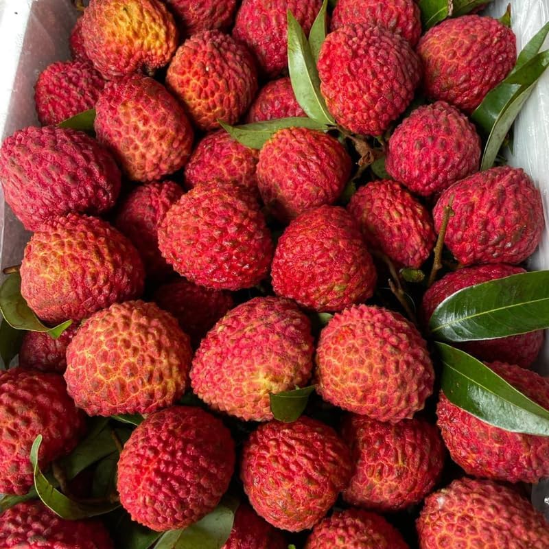 Live Mauritius Lychee Mauritius Tree | 2.5–3 Ft Tall Potted Plant | Hardy Fruit-Bearing Tropical Tree for Indoor or Outdoor Growing | No Ship to CA,HI,AK