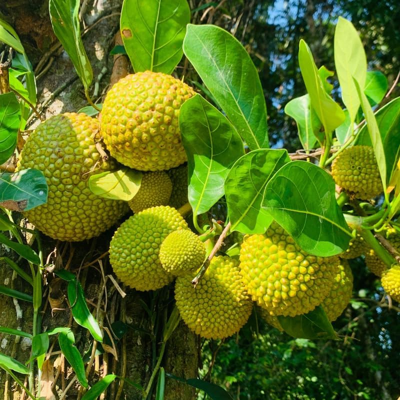 (No Ship to CA,HI,AK) Jackfruit Tree Live Plant, 3 Gallon Pot, 3 Feet Tall, Potted Tropical Fruit Tree Starter for Backyard and Large Containers