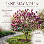 (No Ship to CA,HI,AK) Jane Magnolia Tree Live Plant, 3 Feet Tall in 3 Gallon Pot, Vigorous Cold-Hardy Deciduous Shrub, Sturdy Low Maintenance Plant for Pink Spring Blooms & Garden Landscapes