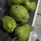 No Ship to CA, HI, AK, Soursop Plant Live, Guanabana Starter, 24-30" Tall in 1 Gal Container, Self-Pollinating Soursop for Fresh Juice and Smoothies