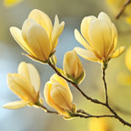 2 Ann Magnolia Tree, 12-18 Inch Tall in 2.5 Inch Pot, Vigorous Spring Bloomer for Sunny Backyard Landscapes, Fragrant Flower Tree