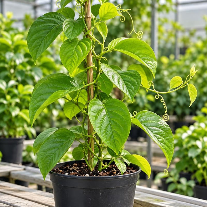 Giant Granadilla Passion Fruit Tree Live Plant, 3-6