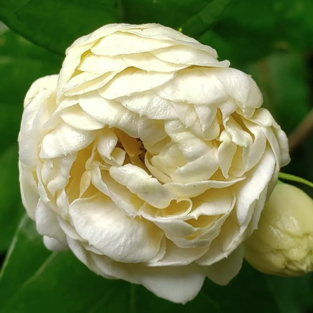 Grand Duke Jasmine Live Plant – 4–5 Inch Tall Tuscany Jasmine | Fragrant Flowering Houseplant | Gift Story Card Included | Friendship & New Home Gift for Women