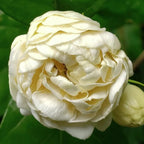 Grand Duke Jasmine Live Plant – 4–5 Inch Tall Tuscany Jasmine | Fragrant Flowering Houseplant | Gift Story Card Included | Friendship & New Home Gift for Women