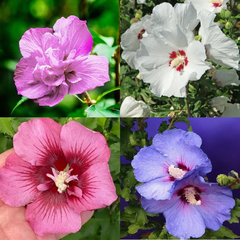 5 Althea Rose of Sharon Plant Live Mixed Colors - Hibiscus Syriacus Plant Live – 6 to 12 Inch Live Seedlings | Hardy Flowering Shrubs with Summer Blooms | Easy to Grow Garden Favorites