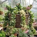 Hoya Hindu Rope Plant Live, 4 Inch Pot, Potted Crinkle Leaf Wax Plant, Unique Curly Indoor Vine for Home and Office Décor