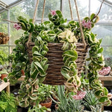 2 Hindu Rope Plant, 3 Inch Pot Size, Potted Indoor Succulent Vine, Low Maintenance Unique Foliage Plant for Bright Indirect Light