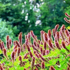 10 False Indigo Bush Live Plants | 1-2 Feet Tall Bare Root Seedlings | Amorpha Fruticosa Native Flowering Shrub | Purple Spiked Blooms for Landscapes and Rain Gardens
