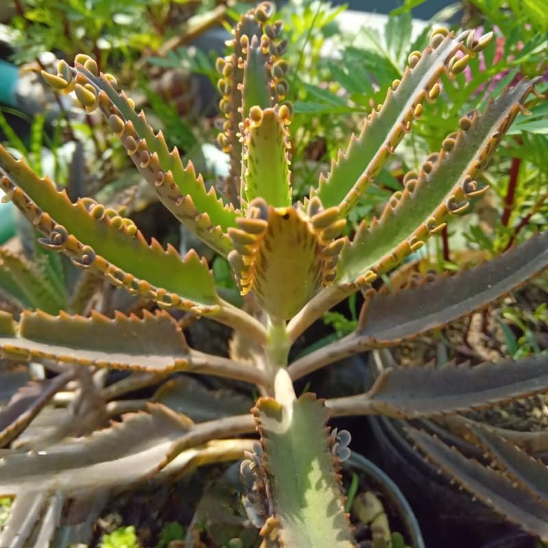 Mother of Thousands Kalanchoe Plants Live in 2" Inch Pot | Easy to Grow| Ideal for Beginners, Collections & Small Spaces