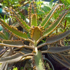 Mother of Thousands Kalanchoe Plants Live in 2" Inch Pot | Easy to Grow| Ideal for Beginners, Collections & Small Spaces