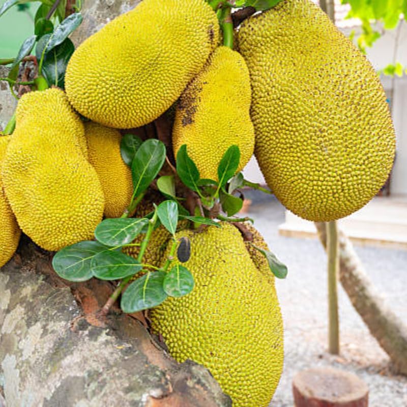 (No Ship to CA,HI,AK) Jackfruit Tree Live Plant, 3 Gallon Pot, 3 Feet Tall, Potted Tropical Fruit Tree Starter for Backyard and Large Containers