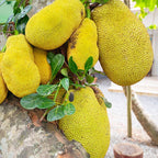 (No Ship to CA,HI,AK) Jackfruit Tree Live Plant, 3 Gallon Pot, 3 Feet Tall, Potted Tropical Fruit Tree Starter for Backyard and Large Containers