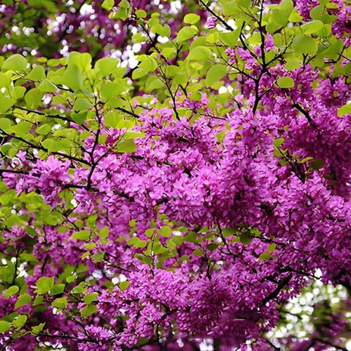 10 Live Eastern Redbud Tree 6–12” Inch Tall for Planting | Beautiful Ornamental Redbud for Home, Garden, Yard & Outdoor Landscaping | Low-Maintenance, Easy-Grow Starter Plant