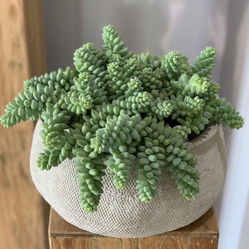 Succulent Plants, Donkey Tail Succulent Plants Live in 2 Inch Pot, Plant for Home Office, Wedding Hanging Decoration & DIY Projects
