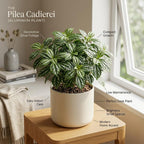 Pilea Cadierei Aluminum Plant, 4" Potted Houseplant, Low Maintenance Houseplant, Robust Sturdy Starter with Metallic Patterned Leaves