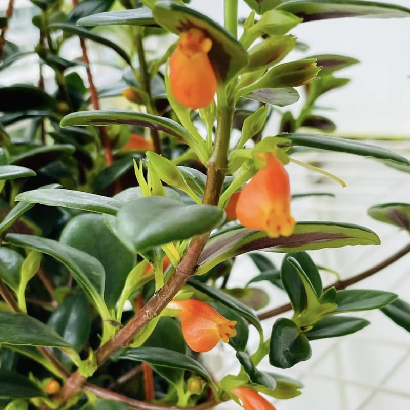 Goldfish Plant Live – 4 Inch Live Potted Houseplant | Trailing Indoor Plant with Orange Blooms