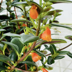 Goldfish Plant Live – 4 Inch Live Potted Houseplant | Trailing Indoor Plant with Orange Blooms